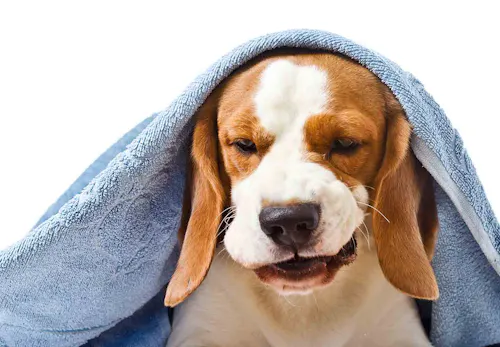 犬は空腹時に白い泡を吐く 原因と危険な症状 病院に行くタイミングについて解説 獣医師監修 わんクォール